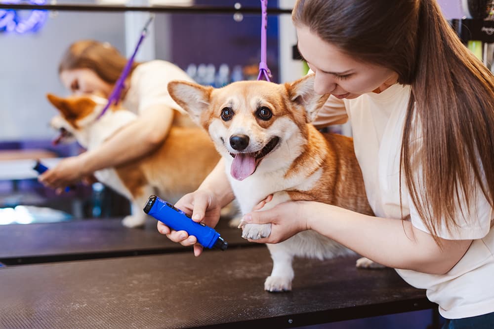 Pet groomer holding a customer dog